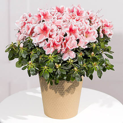 Pink Azalea Plant - Costumes review and price