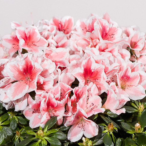 Pink Azalea Plant - Costumes review and price
