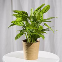 Calathea Plant - Costumes review and price