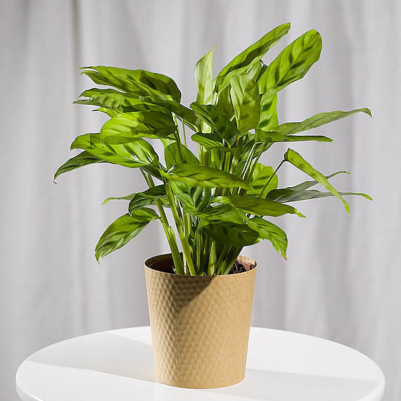 Calathea Plant - Costumes review and price