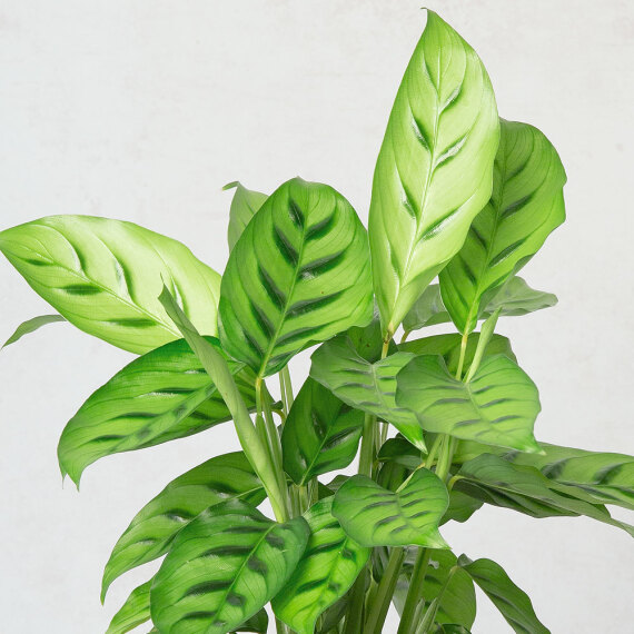 Calathea Plant - Costumes review and price