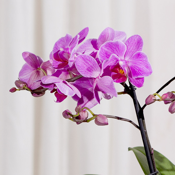 Phalaenopsis Orchid - Costumes review and price